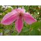 Клематис цельнолистный  'Пинк Делайт' / Clematis integrifolia 'Pink Delight'